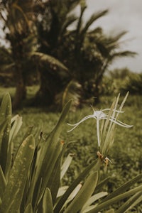 a white flower in the middle of a green field